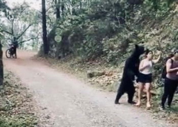 Alzan la voz para defender al oso de la selfie en NL