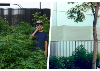 Crece plantío de marihuana en inmediaciones del Senado de la República