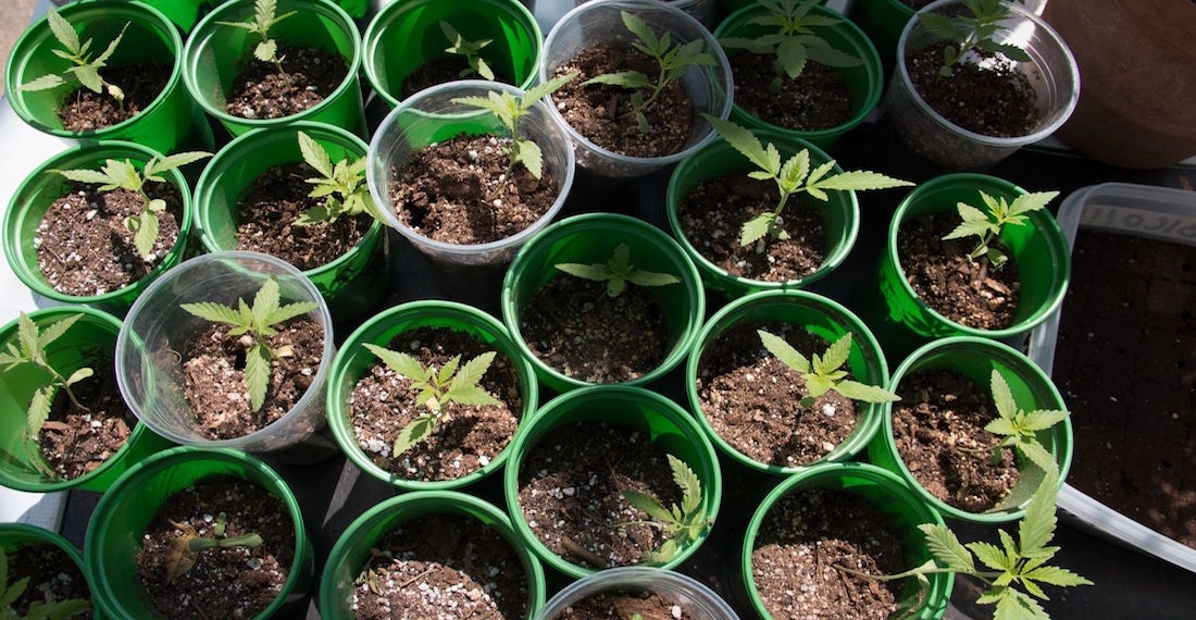 Piden a México aprovechar el mercado del cannabis con el T-MEC