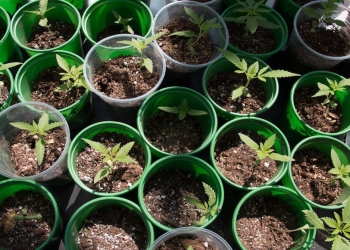 Piden a México aprovechar el mercado del cannabis con el T-MEC
