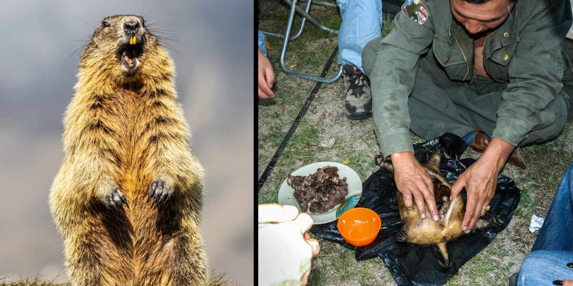 Muere joven de “Peste Negra”; habría comido carne de marmota