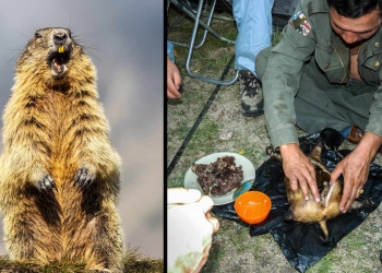 Muere joven de “Peste Negra”; habría comido carne de marmota