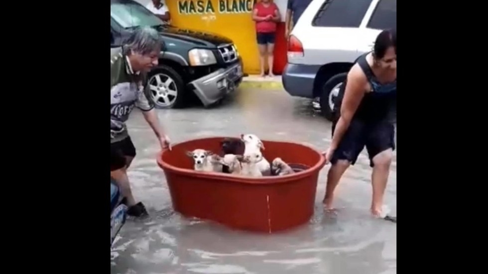 Familia traslada a perros en tina durante inundación en Reynosa