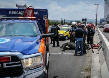 Toro escapa de plaza, provoca caos… termina arrollado