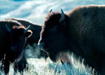 Oso negro y bisonte americano podrían desaparecer en ‘sexta extinción masiva’