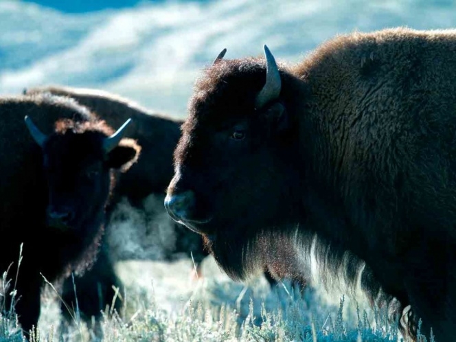 Oso negro y bisonte americano podrían desaparecer en ‘sexta extinción masiva’