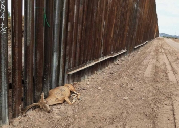 Por muro de Trump muere primer ejemplar de fauna protegida