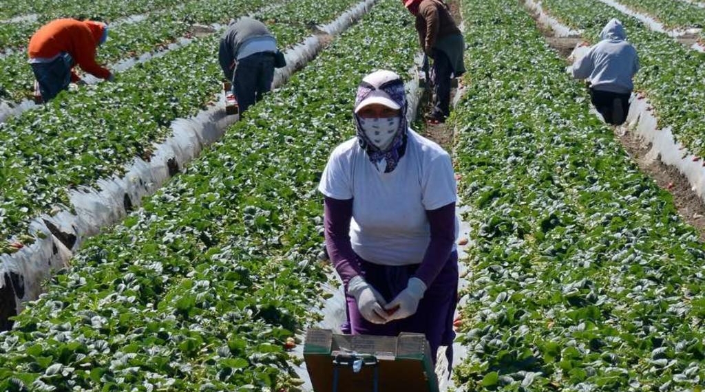 Canadá destinará 44 mdd para proteger del COVID-19 a jornaleros extranjeros