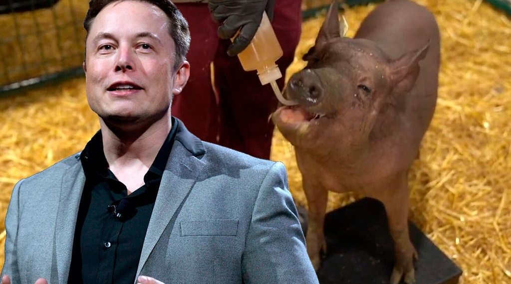 Elon Musk presenta cerdo con chip implantado que mide la actividad cerebral