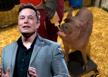 Elon Musk presenta cerdo con chip implantado que mide la actividad cerebral