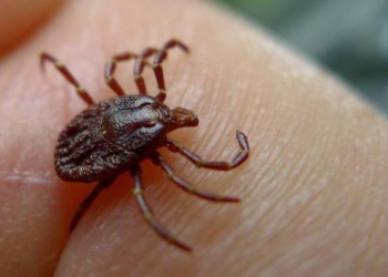 China emite alerta por nuevo virus que transmiten las garrapatas