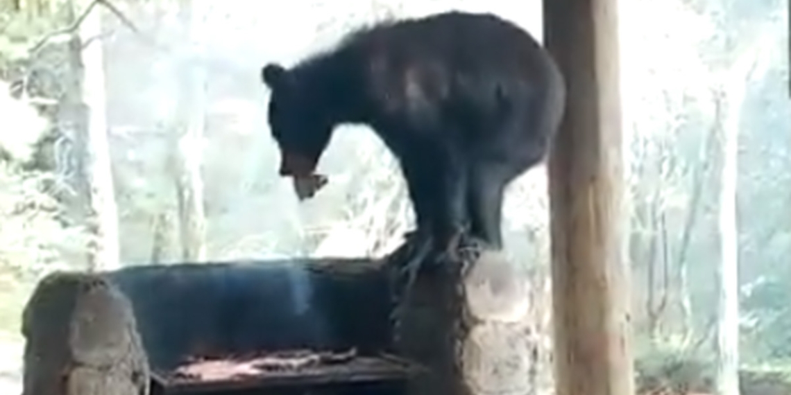 Oso sorprende a familia y les roba su carne asada en NL