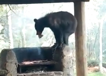 Oso sorprende a familia y les roba su carne asada en NL