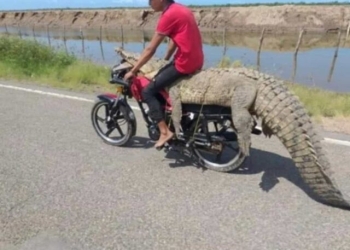VIDEO: Jóvenes roban cocodrilo y se lo llevan en una motocicleta en Sinaloa