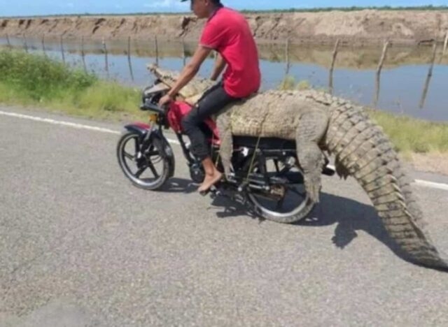 VIDEO: Jóvenes roban cocodrilo y se lo llevan en una motocicleta en Sinaloa