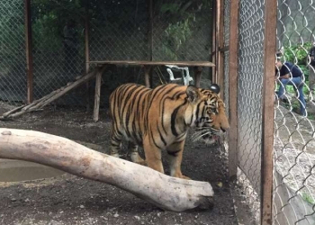 Incautan droga, armas y un tigre de Bengala