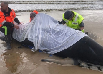 Australia lleva mar adentro cadáveres de ballenas varadas en isla de Tasmania