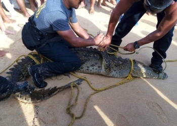 Capturan a cocodrilo en Pie de la Cuesta, Acapulco