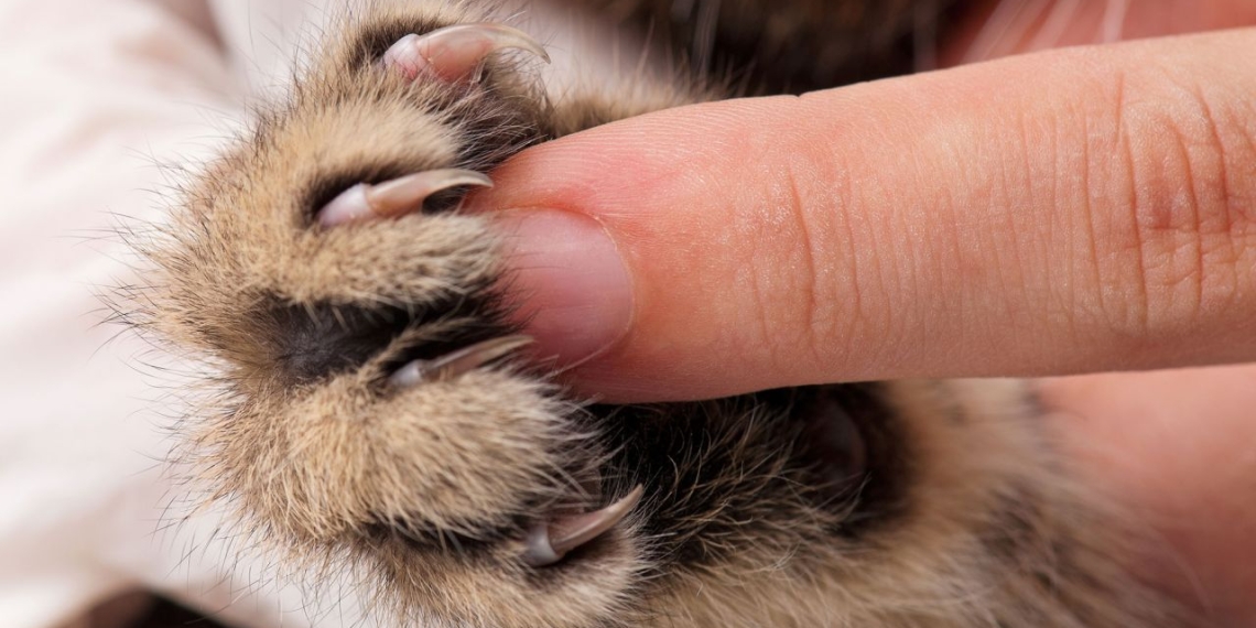 Mueren 5 mil mascotas que iban a ser enviadas por paquetería