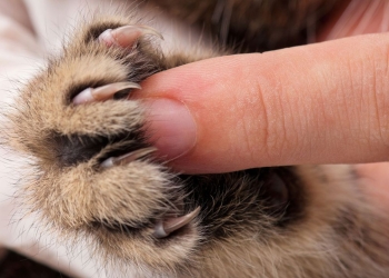 Mueren 5 mil mascotas que iban a ser enviadas por paquetería