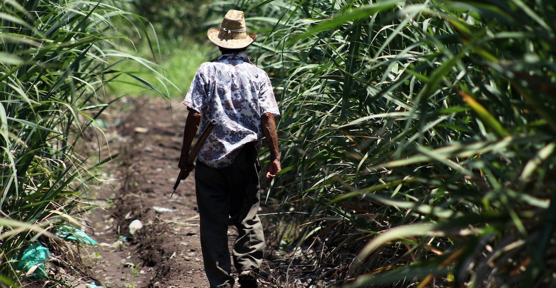 Glifosato ya no se usará en México en 2024
