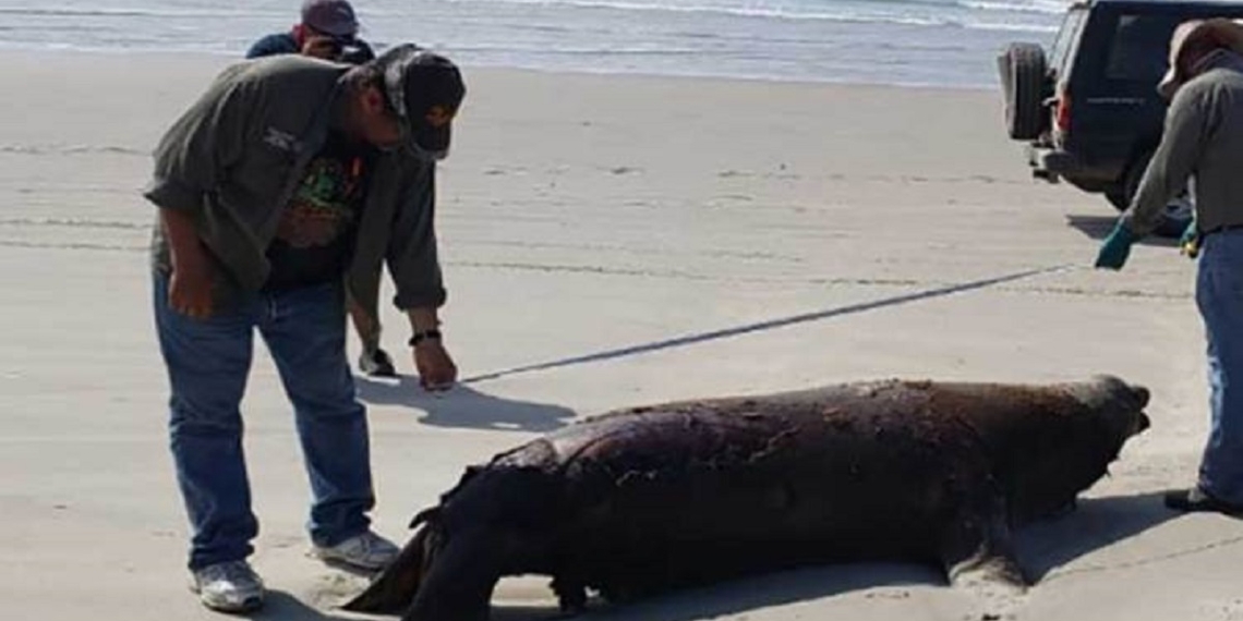 Mueren 137 lobos marinos en playas de Baja California Sur