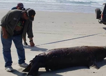 Mueren 137 lobos marinos en playas de Baja California Sur
