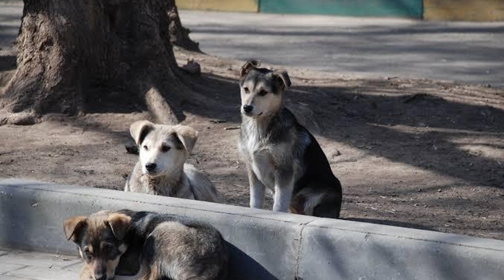 Pide Bienestar Animal no dejar mascotas sueltas