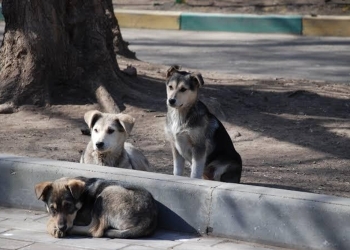 Pide Bienestar Animal no dejar mascotas sueltas