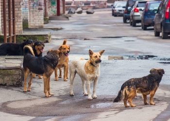 Registran hasta mil 200 desapariciones de animales al año