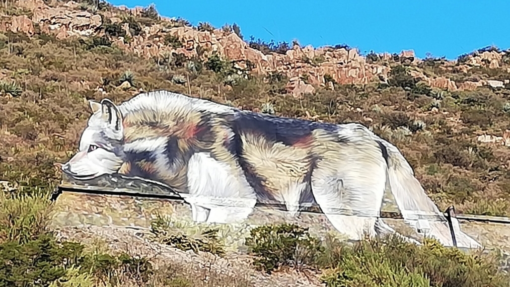 Lobo gris ‘vigila’ desde La Minita