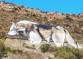 Lobo gris ‘vigila’  desde La Minita