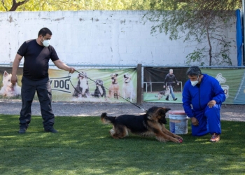 Entrenan a 10 perros en Sonora para detectar COVID-19
