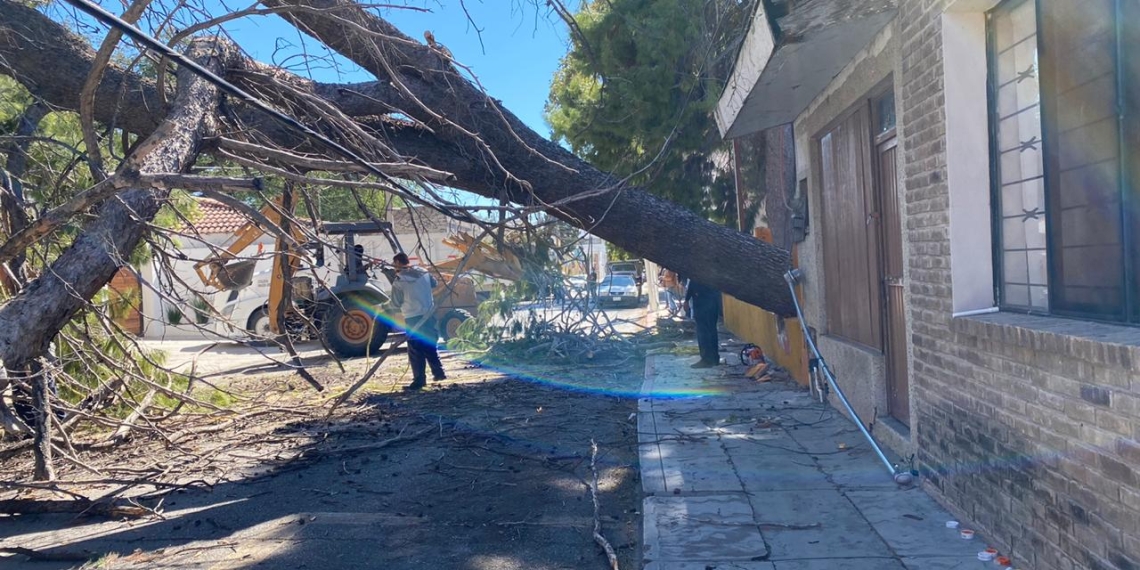 Bomberos retiran enorme árbol caído
