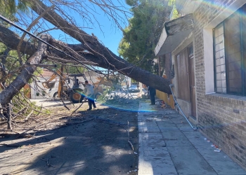 Bomberos retiran enorme árbol caído