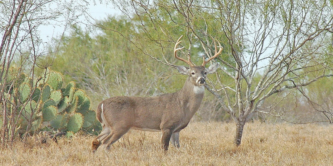 Esperan el mismo número de cazadores que en 2019