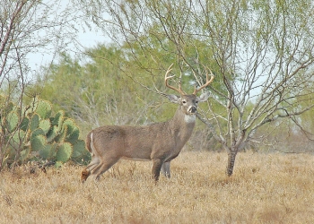 Esperan el mismo número de cazadores que en 2019