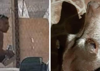 No hay denuncia por muerte de perrita a golpes