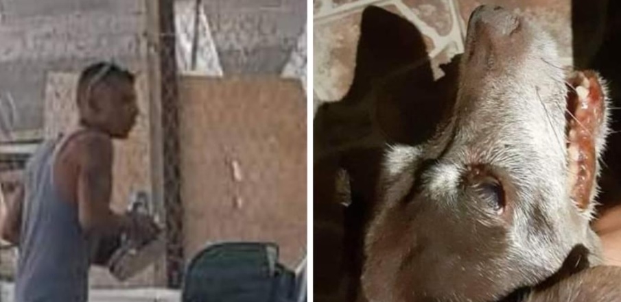 No hay denuncia por muerte de perrita a golpes