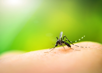 Se registra segundo caso de dengue en PN