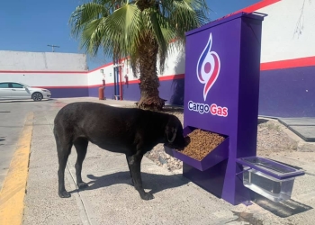 Gasolinera de Torreón coloca dispensadores de comida para perros callejeros