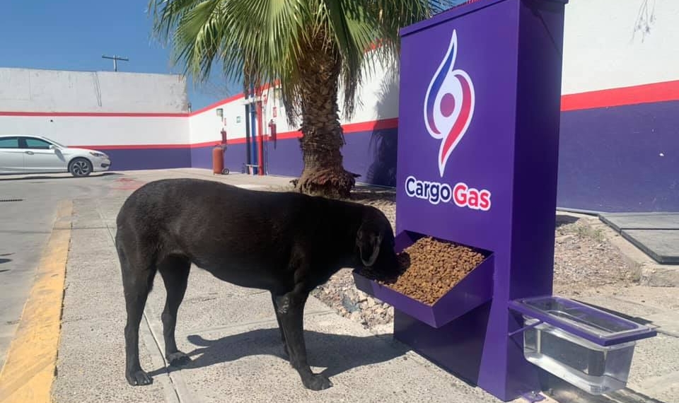 Gasolinera de Torreón coloca dispensadores de comida para perros callejeros