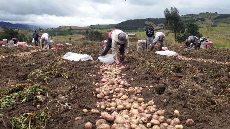 Atípica helada acaba con cosecha de papa en la Región Sureste de Coahuila