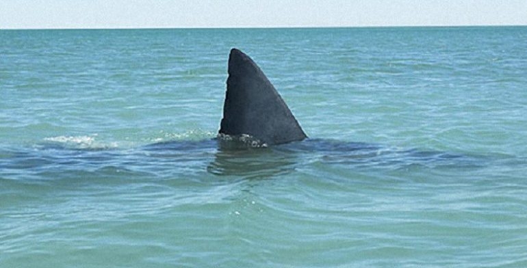 Ahí está el tiburón, el tiburón