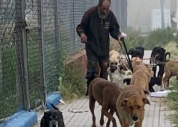 Le regalan comida envenenada para sus mascotas; hay 17 perros muertos