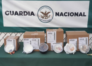 GN recupera animales protegidos en el aeropuerto de SLP