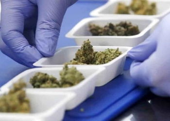 México aplicará impuesto especial a la mariguana, confirma Hacienda