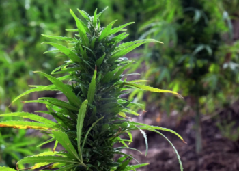 Campesinos de Sinaloa tendrán licencia para sembrar mariguana: Imelda Castro Castro