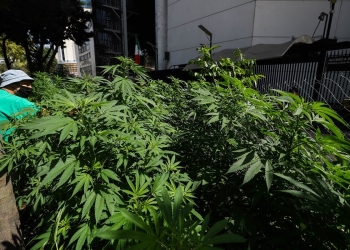 Senado de México aprueba despenalización de la marihuana para todos sus usos