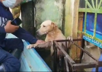 Rescaten a perrito en inundación de Tabasco